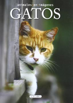 Foto Gatos