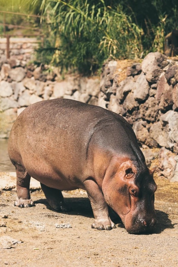 Fotografía de un hipopótamo